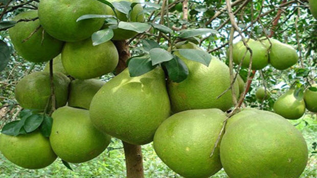 Bưởi da xanh Bến Tre không đủ hàng xuất khẩu